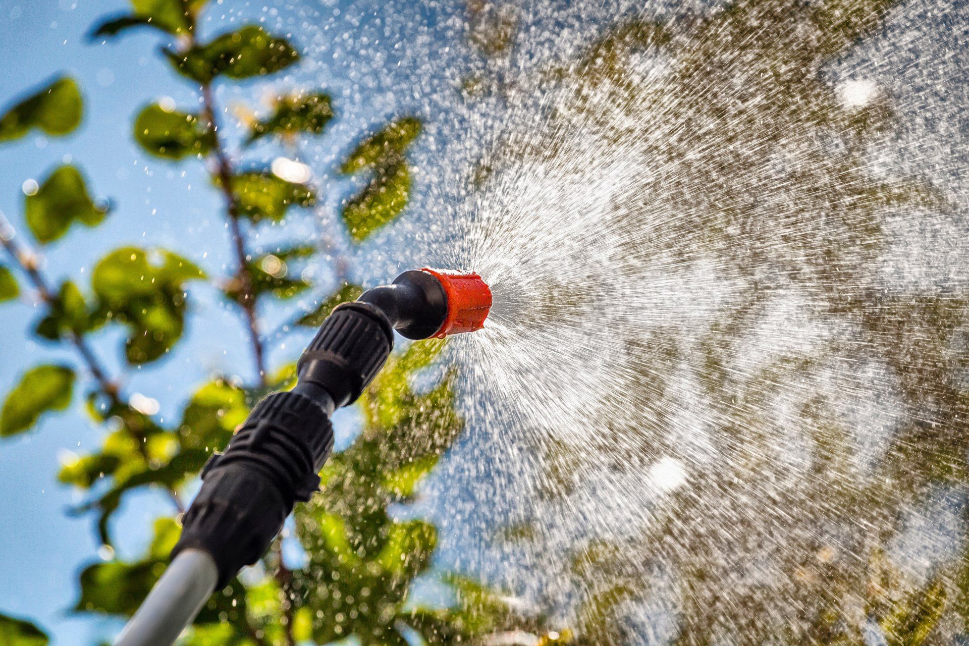 A person is spraying a tree with a sprayer.