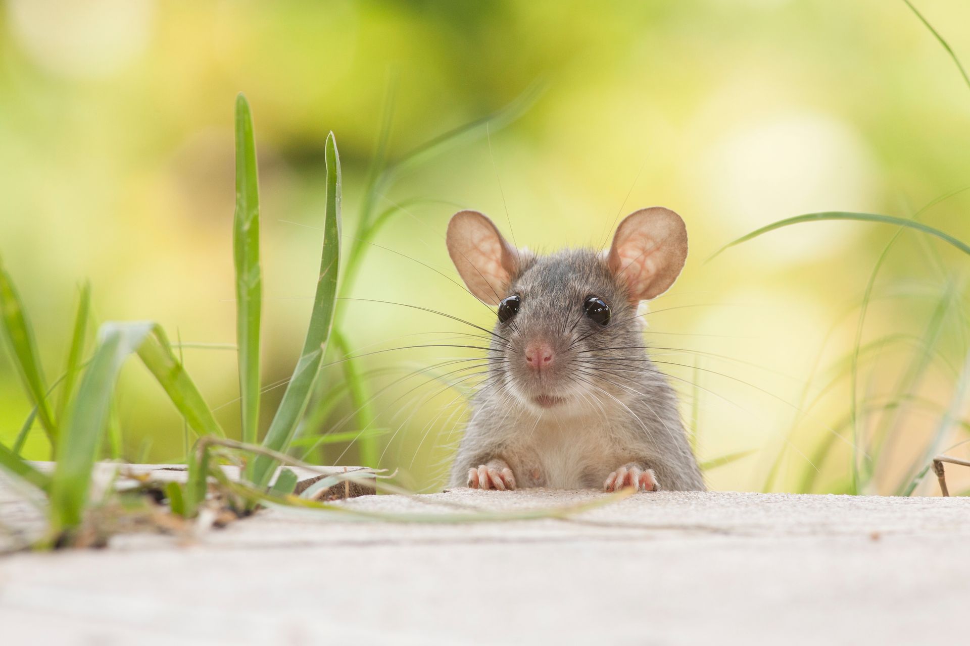 A mouse is peeking out of a hole in the ground and looking at the camera.