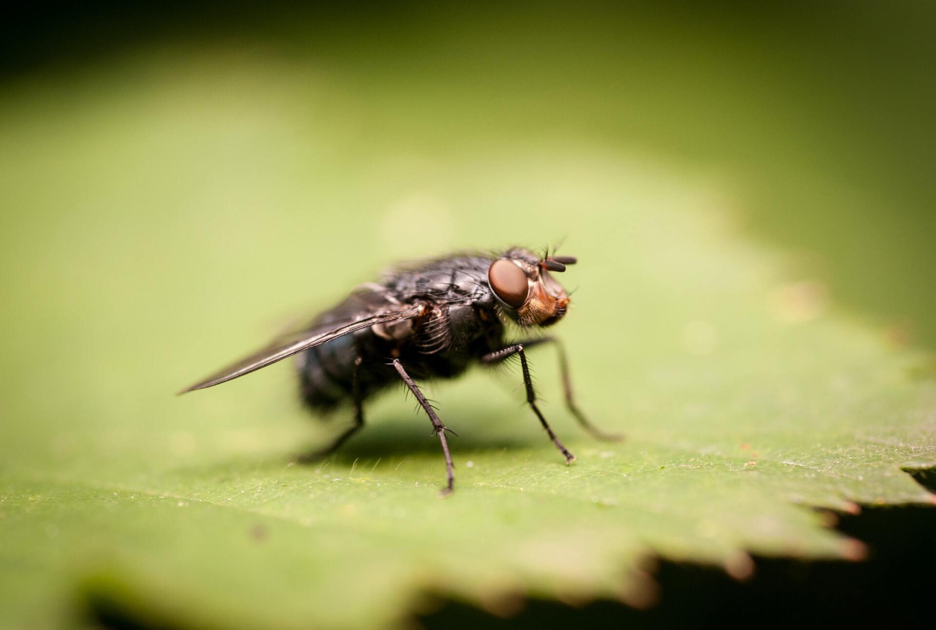 A fly is sitting on a green leaf.