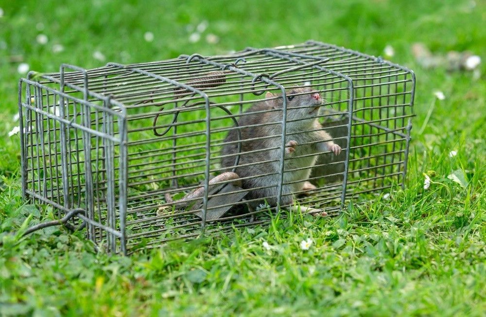 A rat is sitting in a wire cage in the grass.