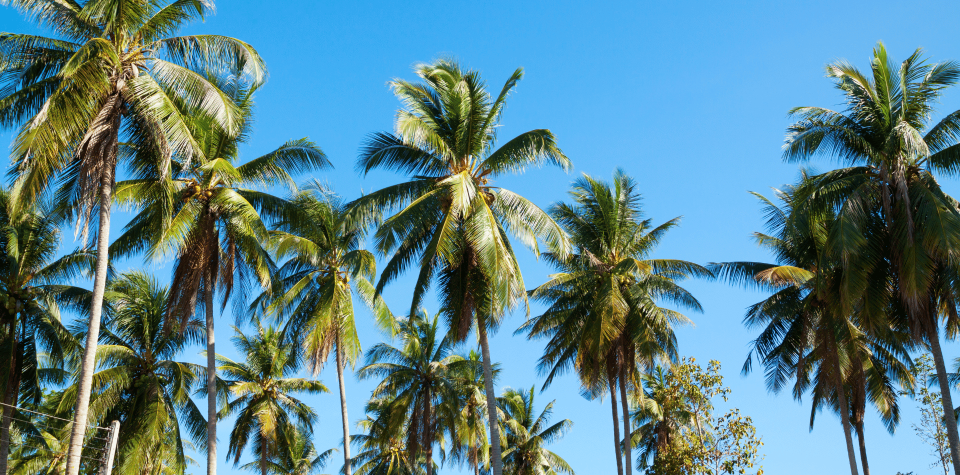 Healthy Palm Trees