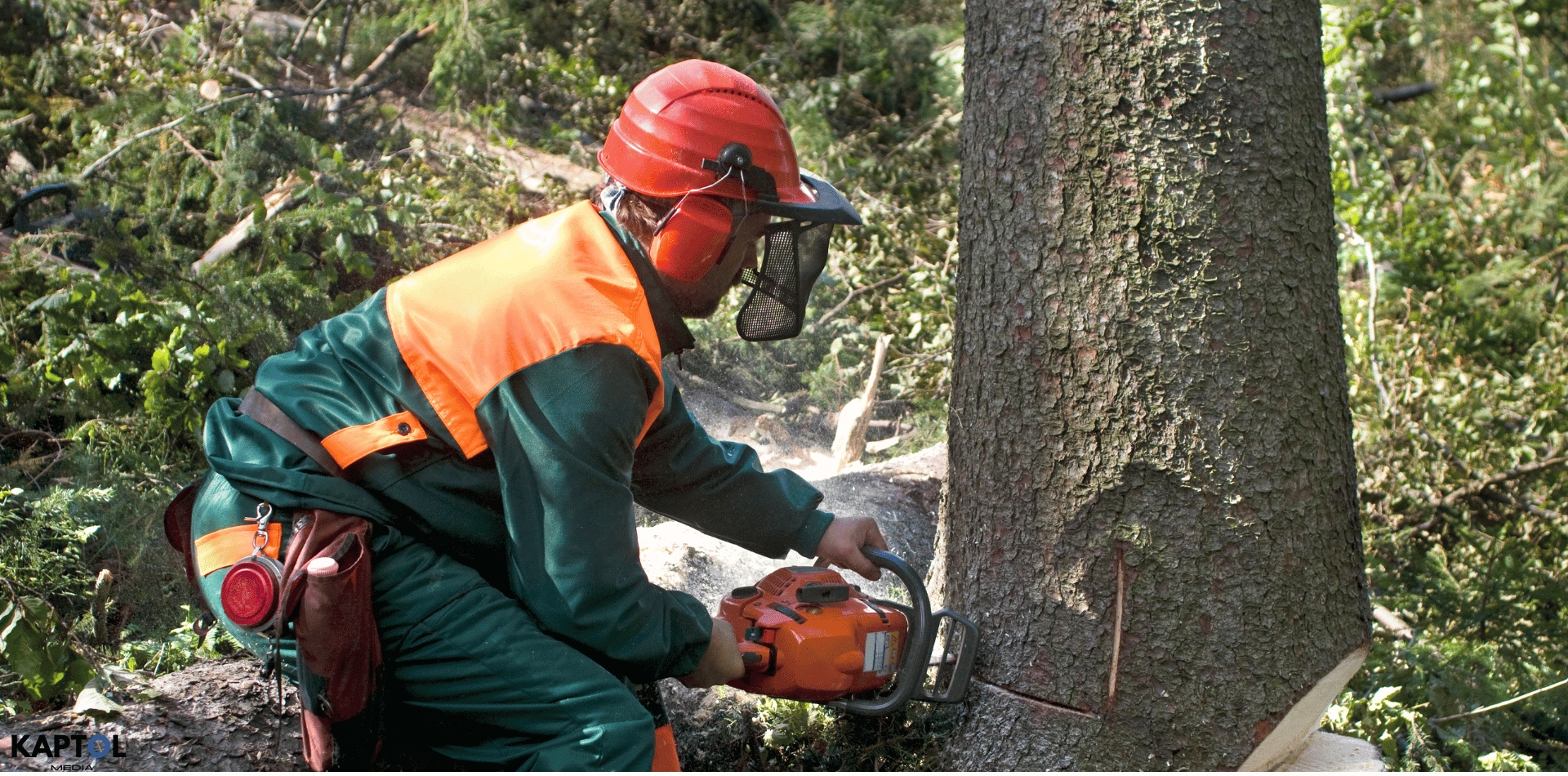 A tree removal professional