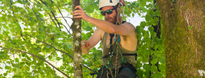 Arborist at work in a tree