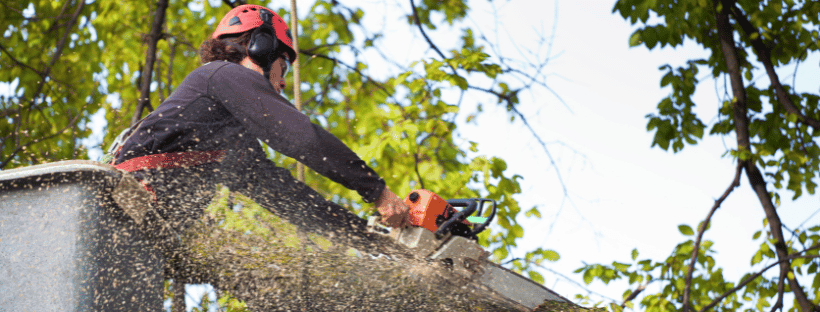 Arborist using a chainsaw