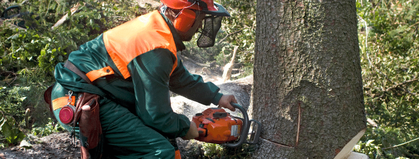 removing a tree with a chainsaw