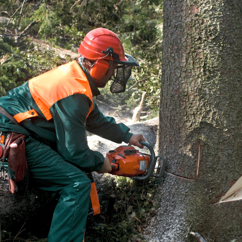 Arborist with a chainsaw removing a tree