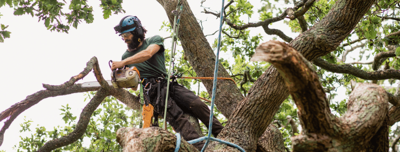 Arborist deadwooding a tree