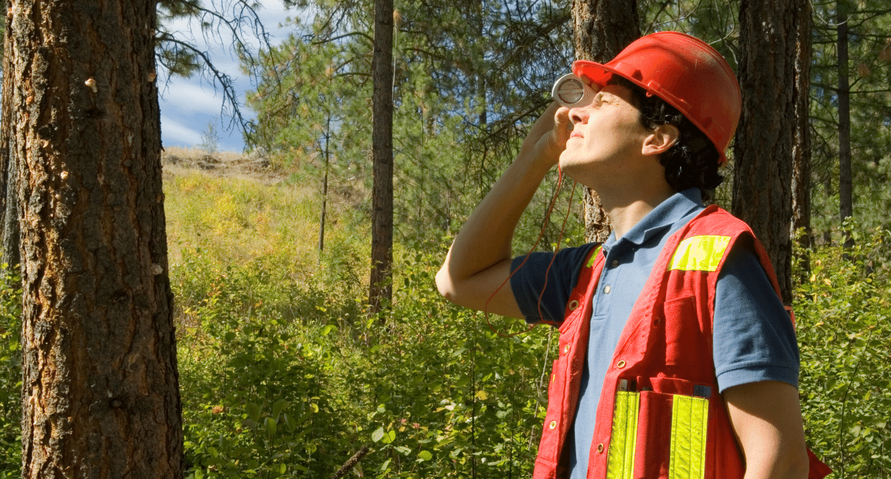 Arborist inspecting a tree for disease