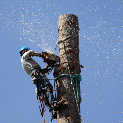 Arborist cutting a tree with a chainsaw