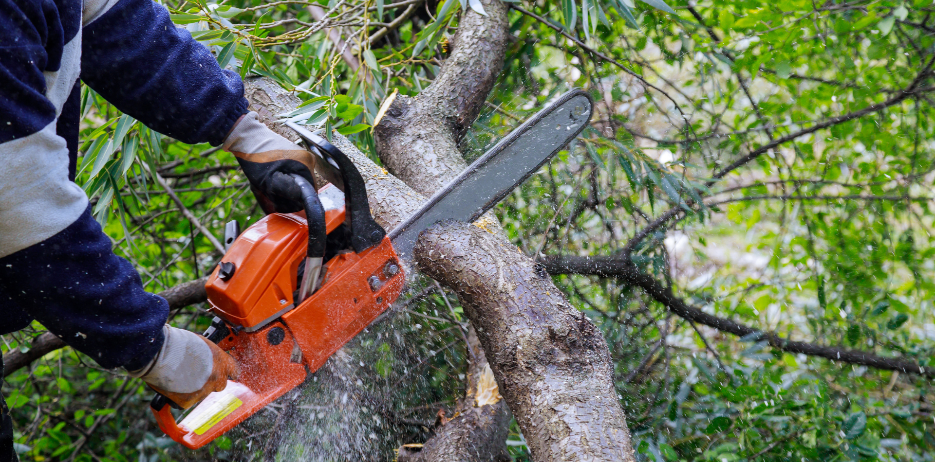 An arborist using a chainsaw