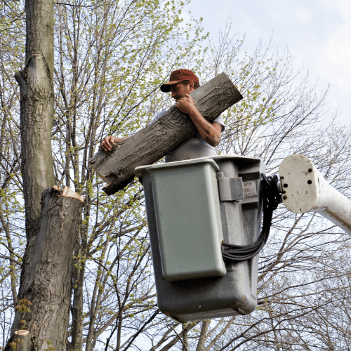 male arborist removing a tree stump