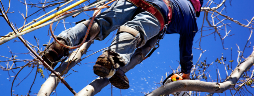 Arborist working safely in a tree