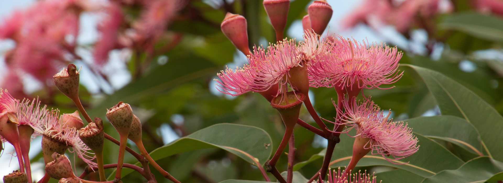 Australian Eucalyptus Tree