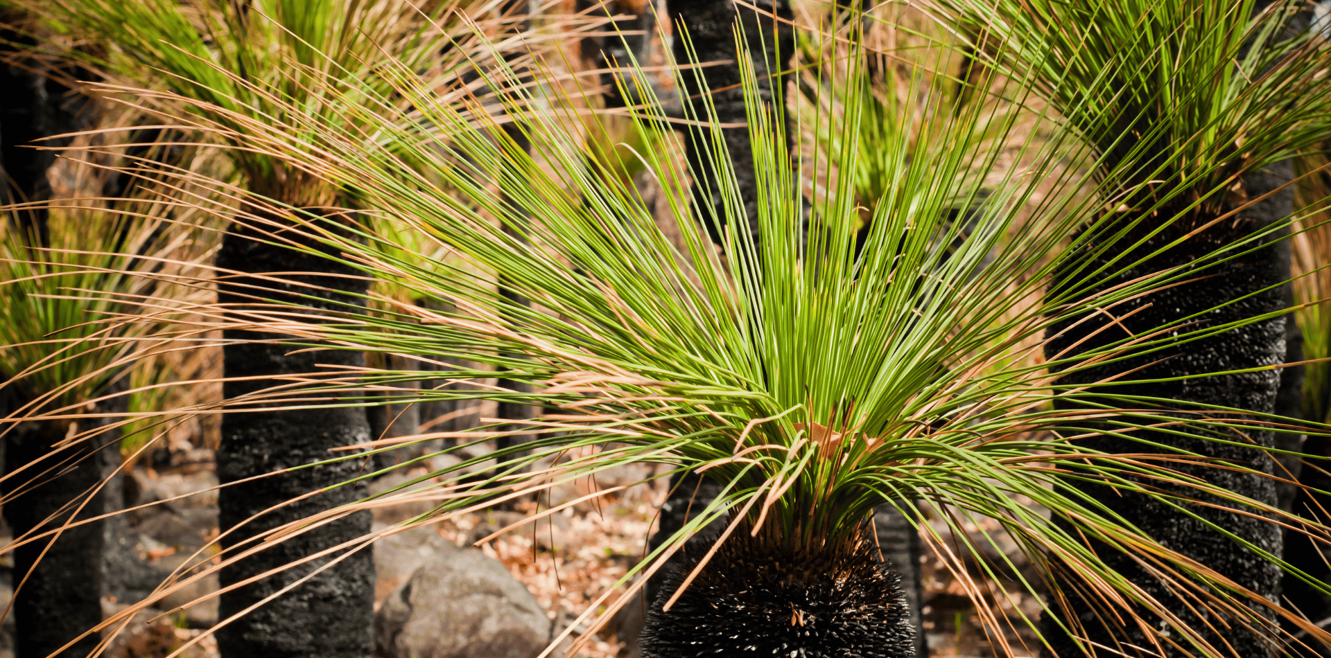 Australian Grass tree in it's natural environment