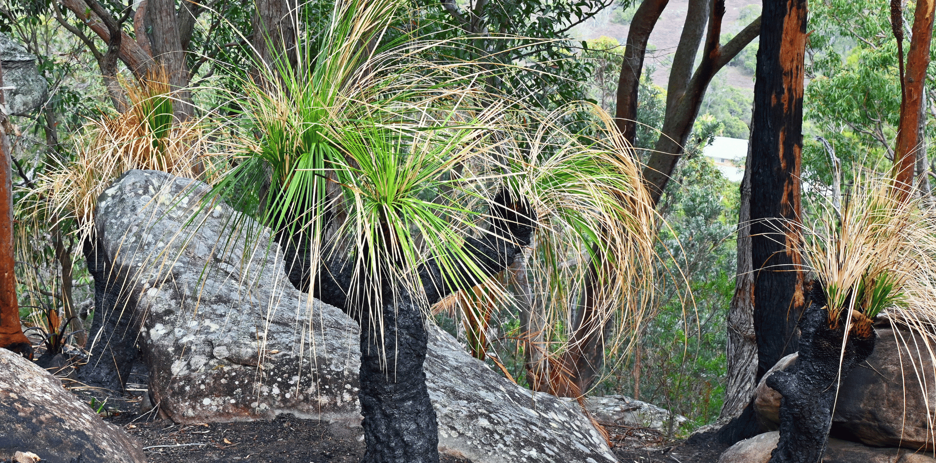 Australian Grass Tree in the bush