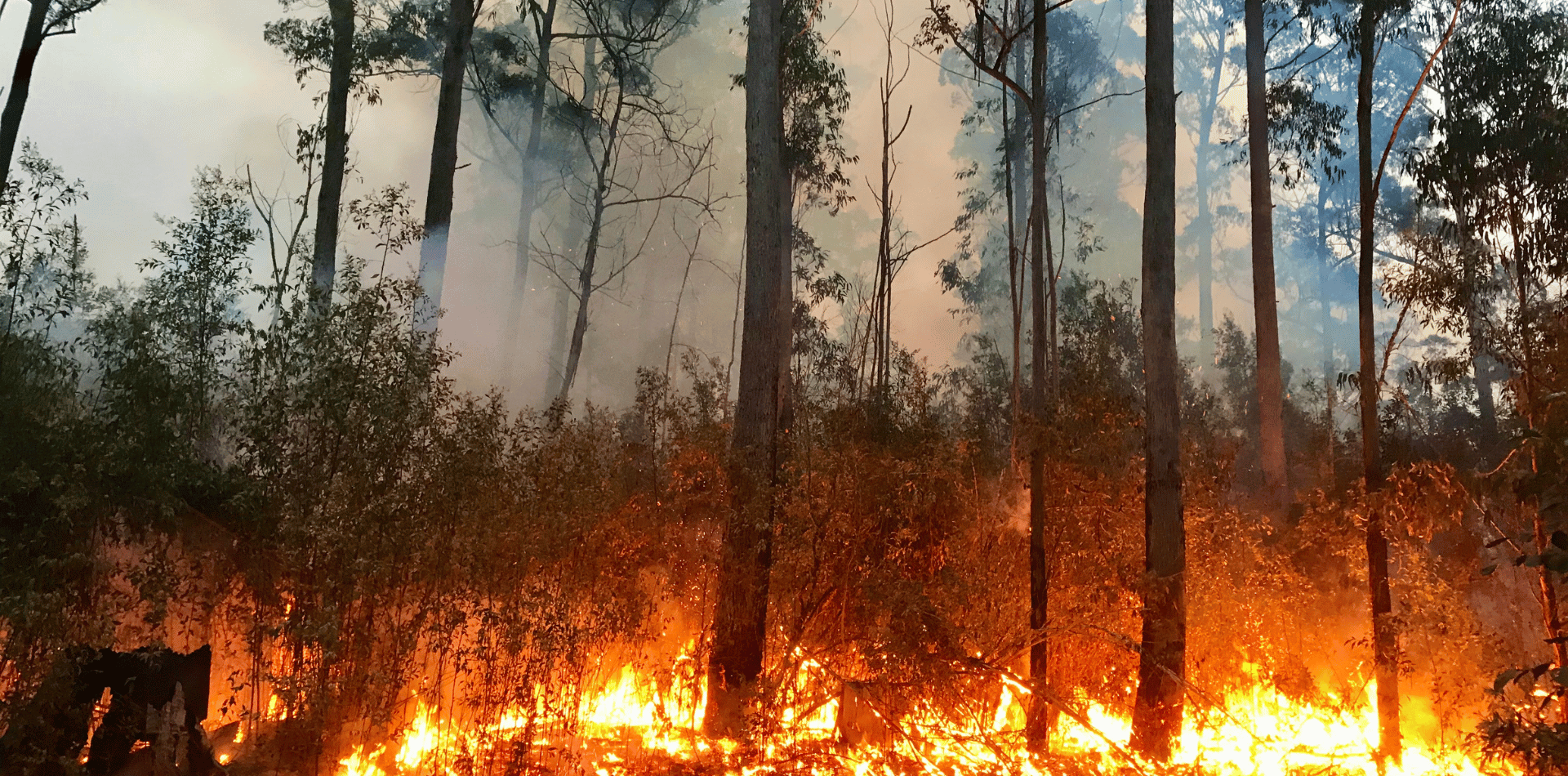 Bushfires in Australia