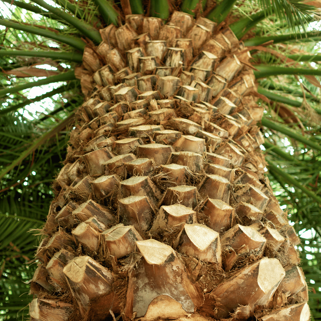 Canary Island Palm Tree