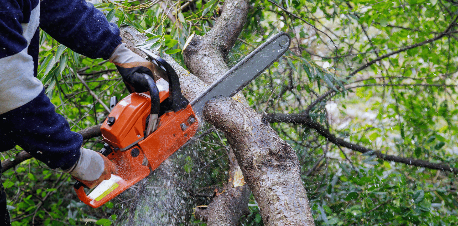 chopping a tree with a chainsaw