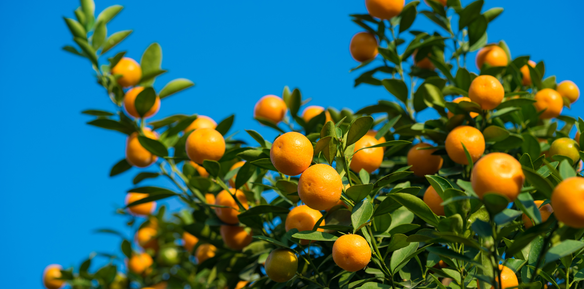 Citrus Tree with oranges