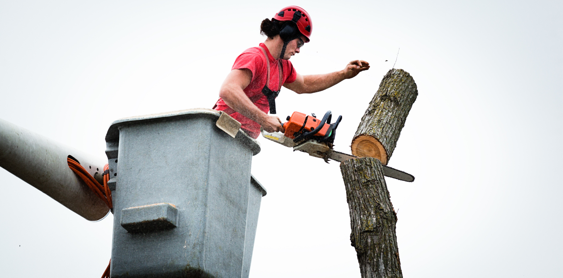 cutting a tree with a chainsaw