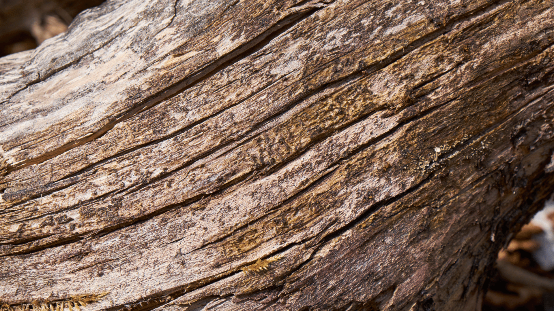 What is Dead wooding explained by Kaptol Tree Removal