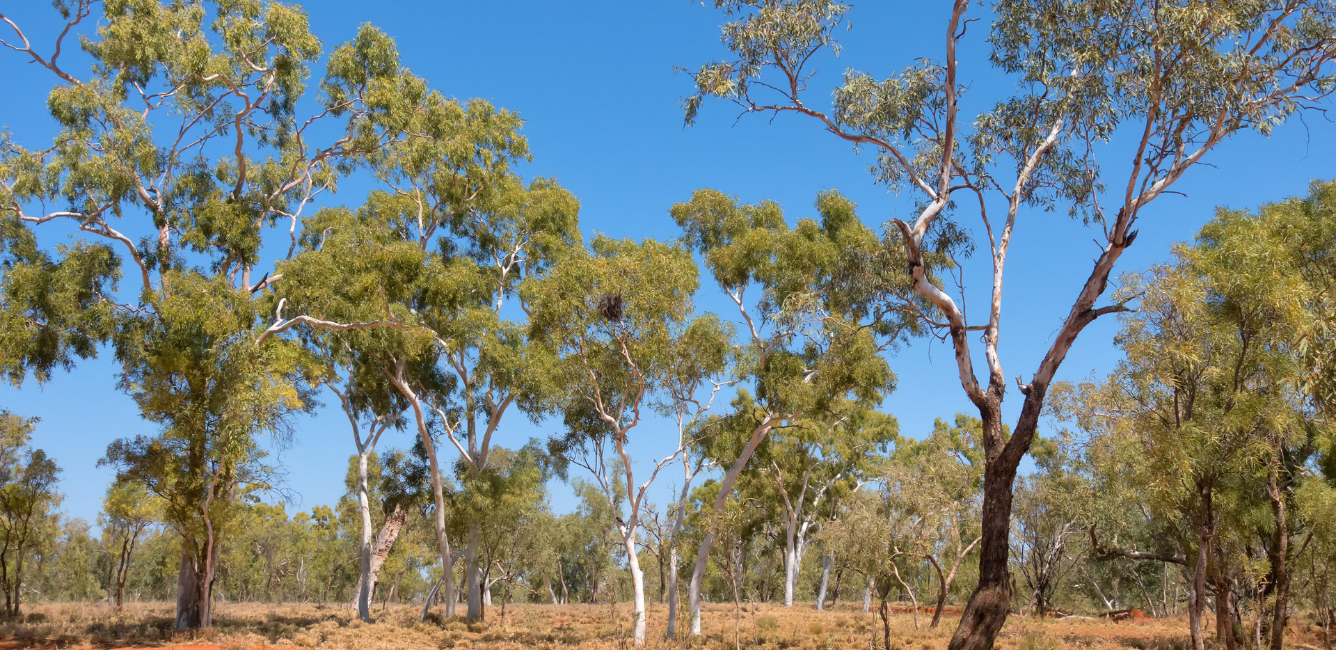 A Eucalyptus Tree in the Bush