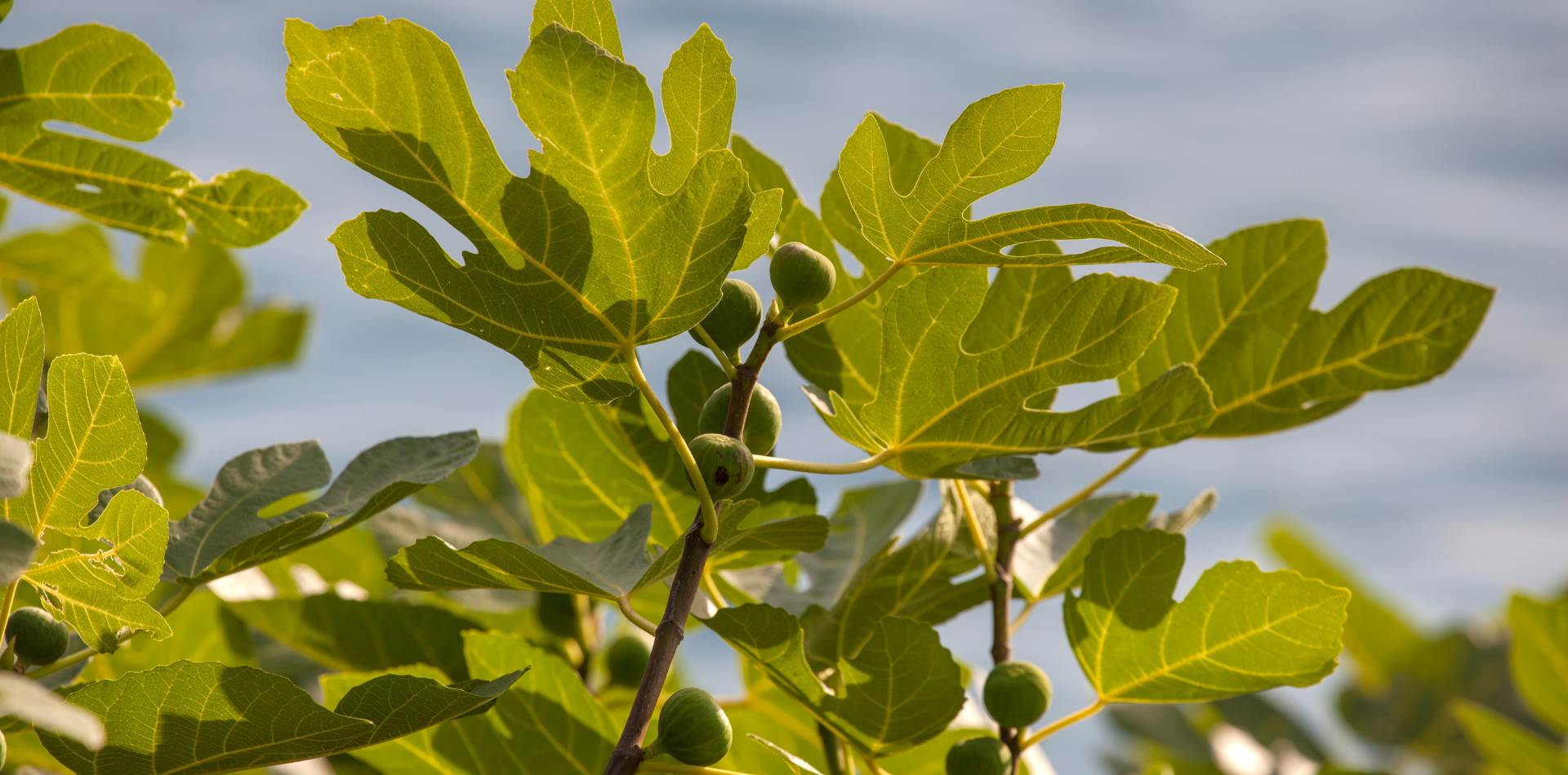 Fig tree needing pruning