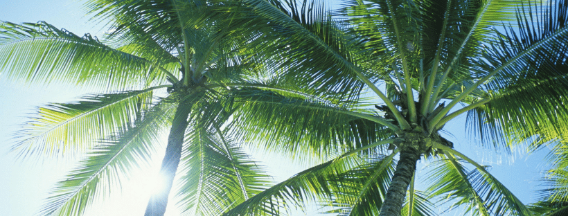Healthy Palm Tree