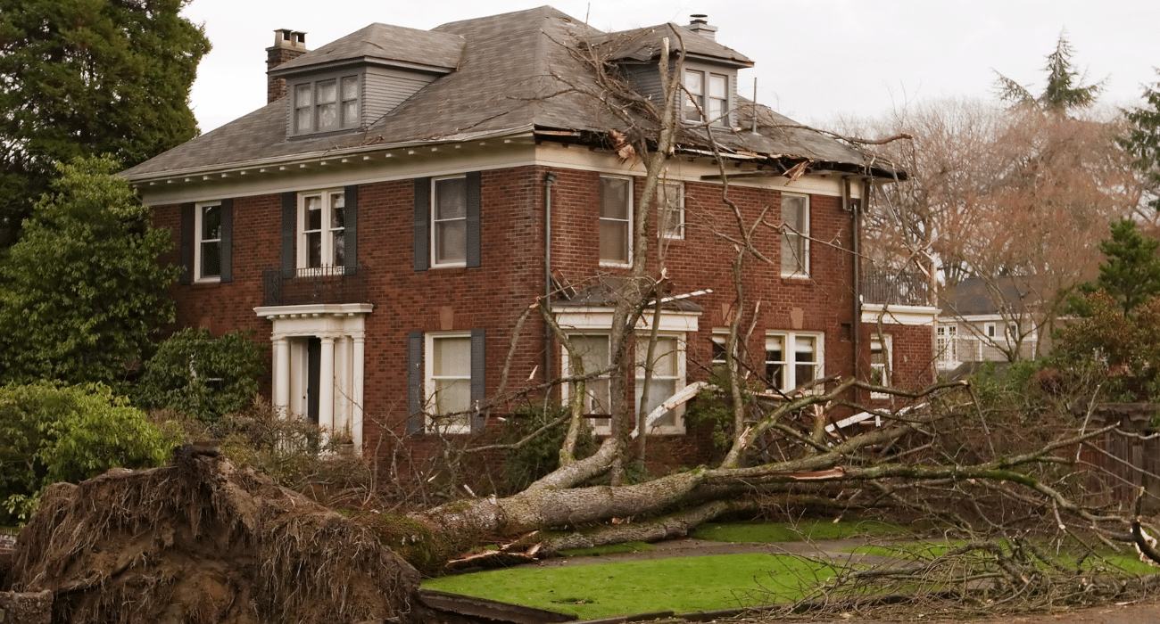 House damaged by fallen tree