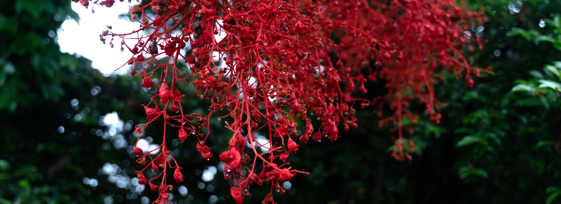 Illawarra Flame Tree