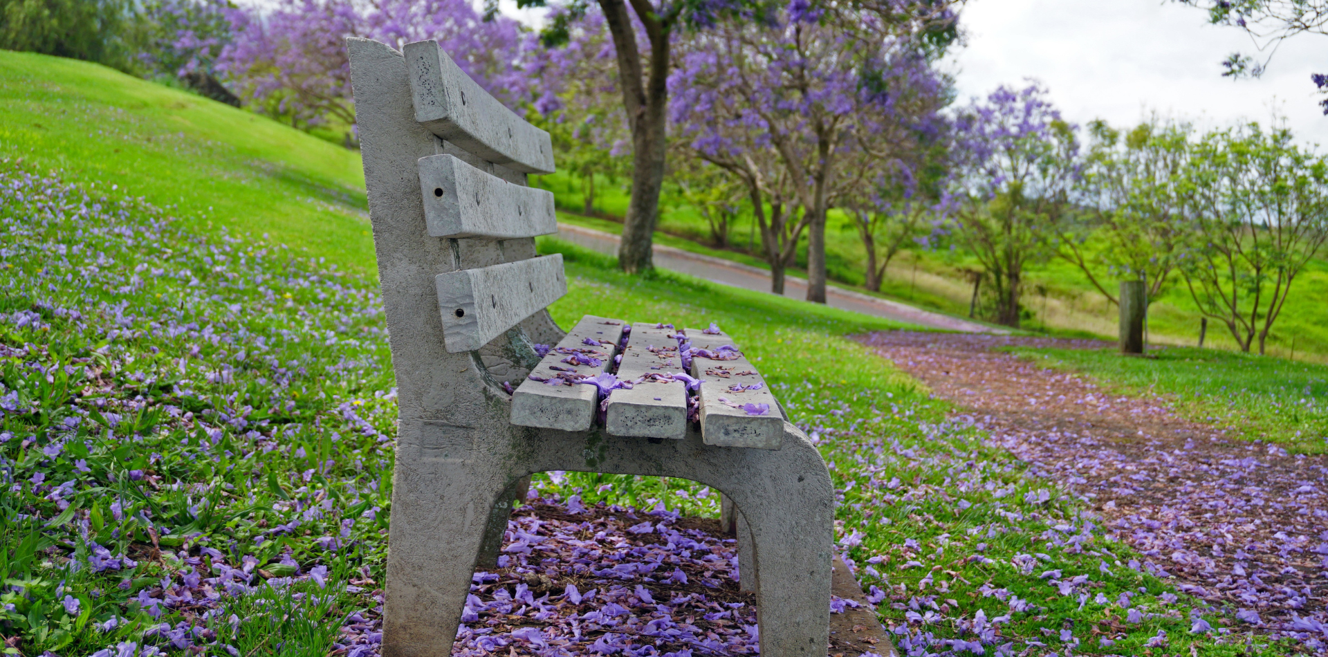Jacaranda leaves on a park seat