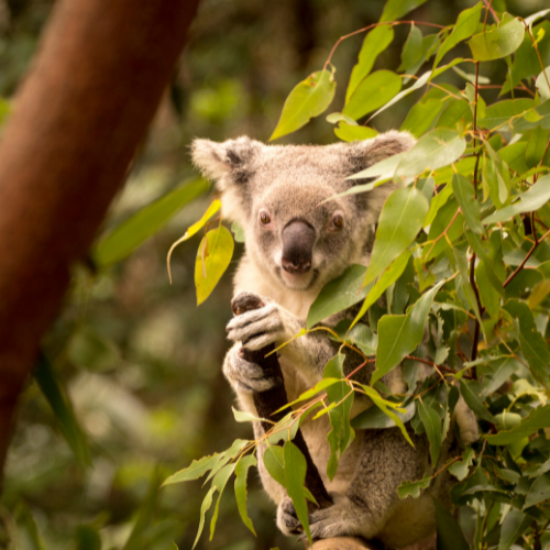 Koala in a eucalyptus tree