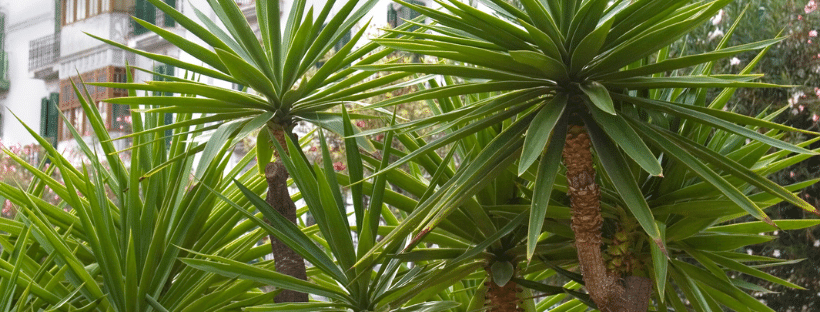 Multiple Yucca Trees