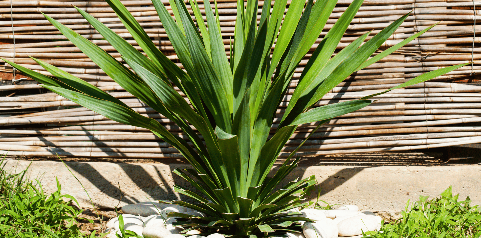 The Remarkable Benefits of Yucca Trees. A Natural Wonder