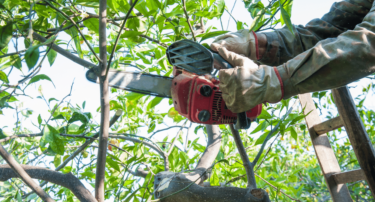 A Brief Guide For When To Prune Your Trees by Kaptol Tree Removal
