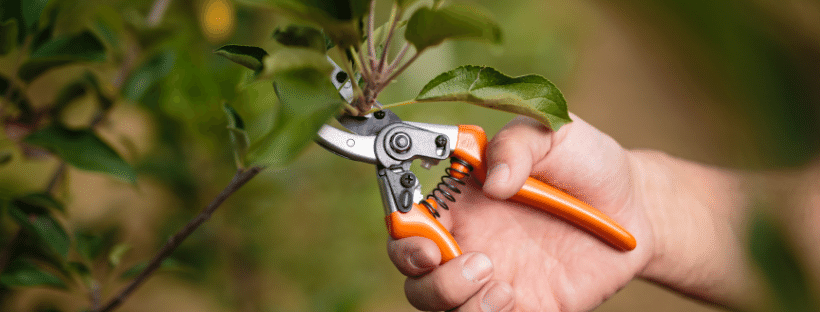 pruning a young tree