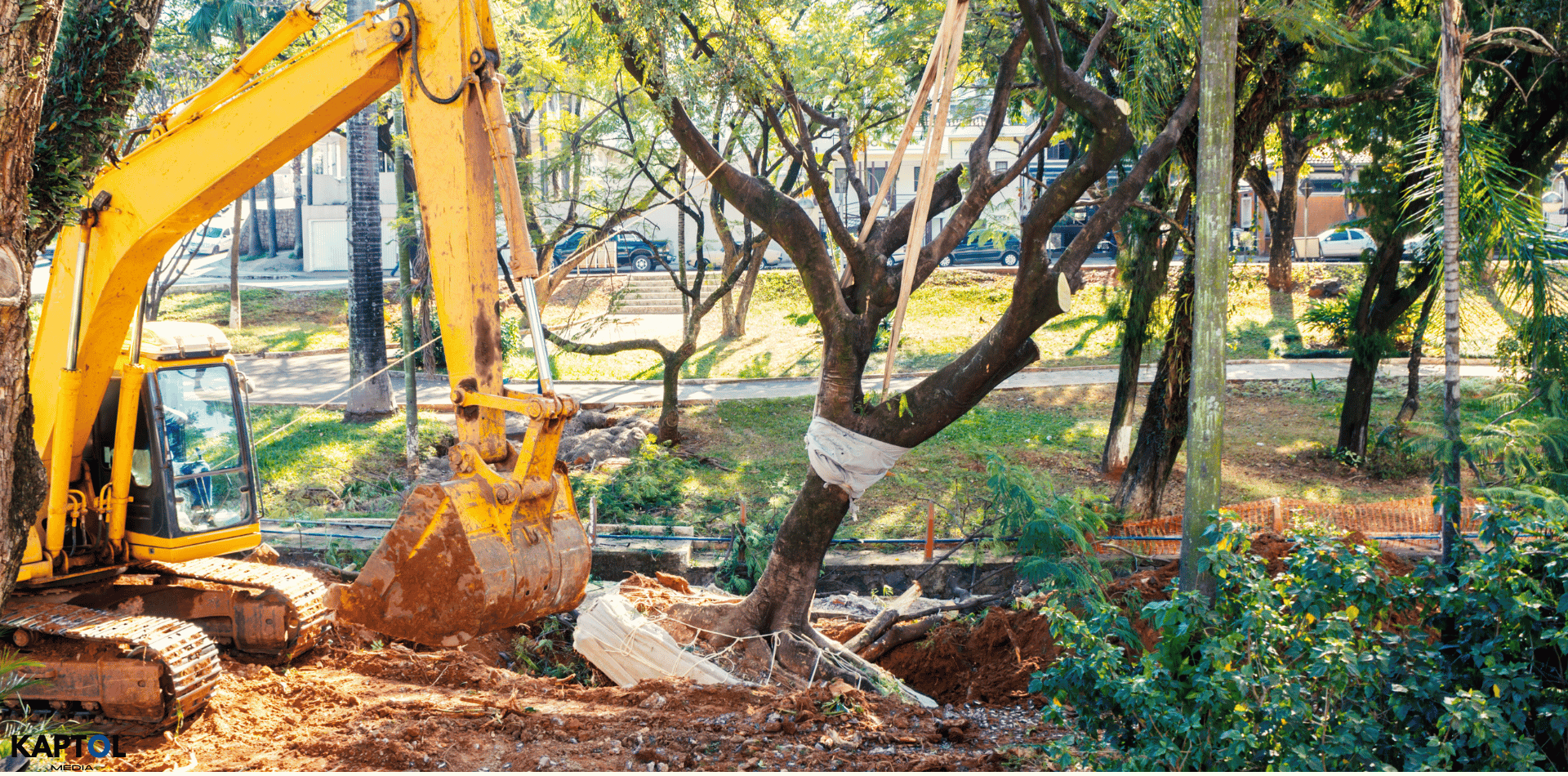 Removing a small tree with an excavator