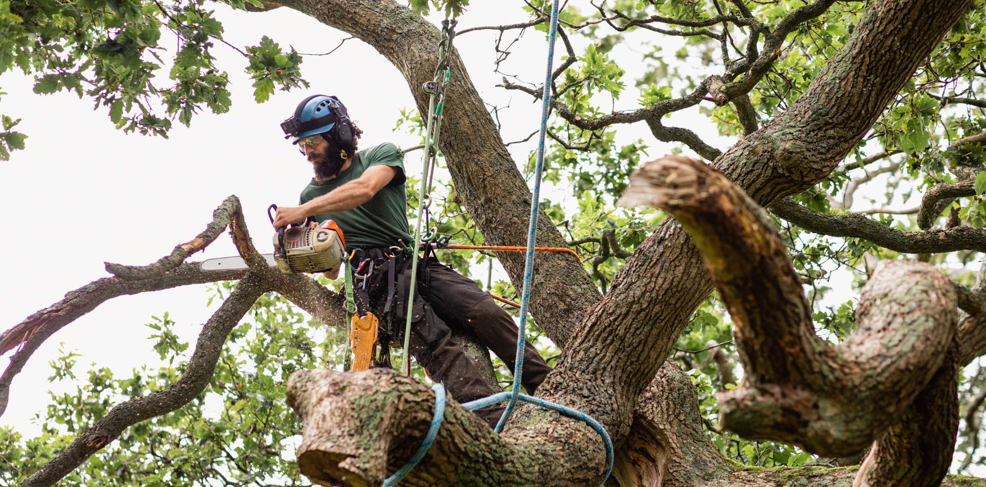 Arborist working in a tree