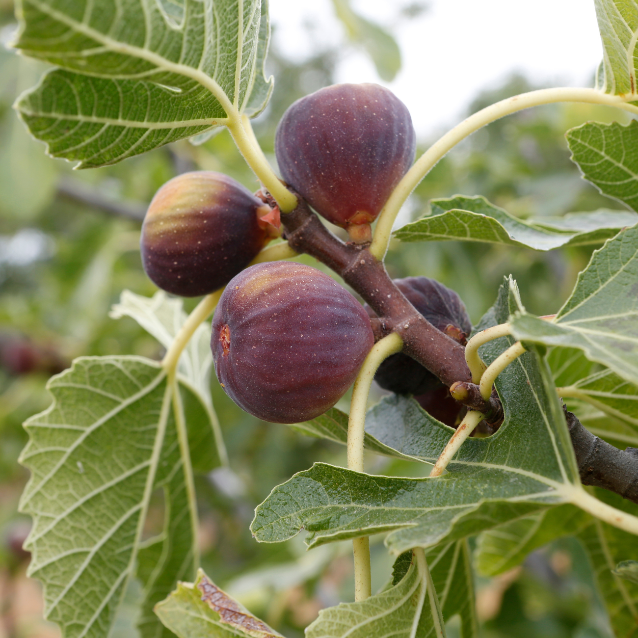 Ripe figs on a tree
