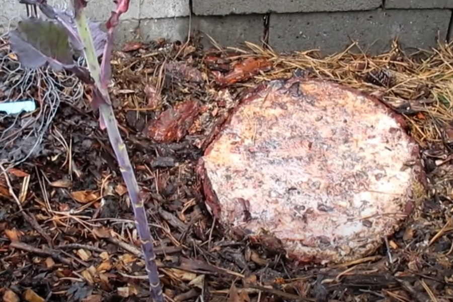 Can you remove a tree stump using Epsom Salt?