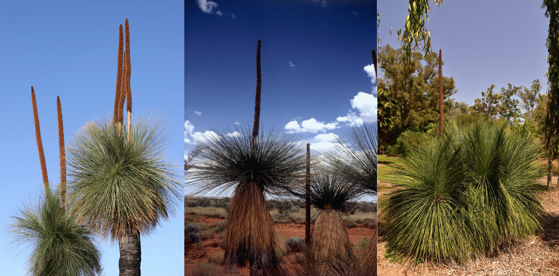 Three Australian Grass Trees