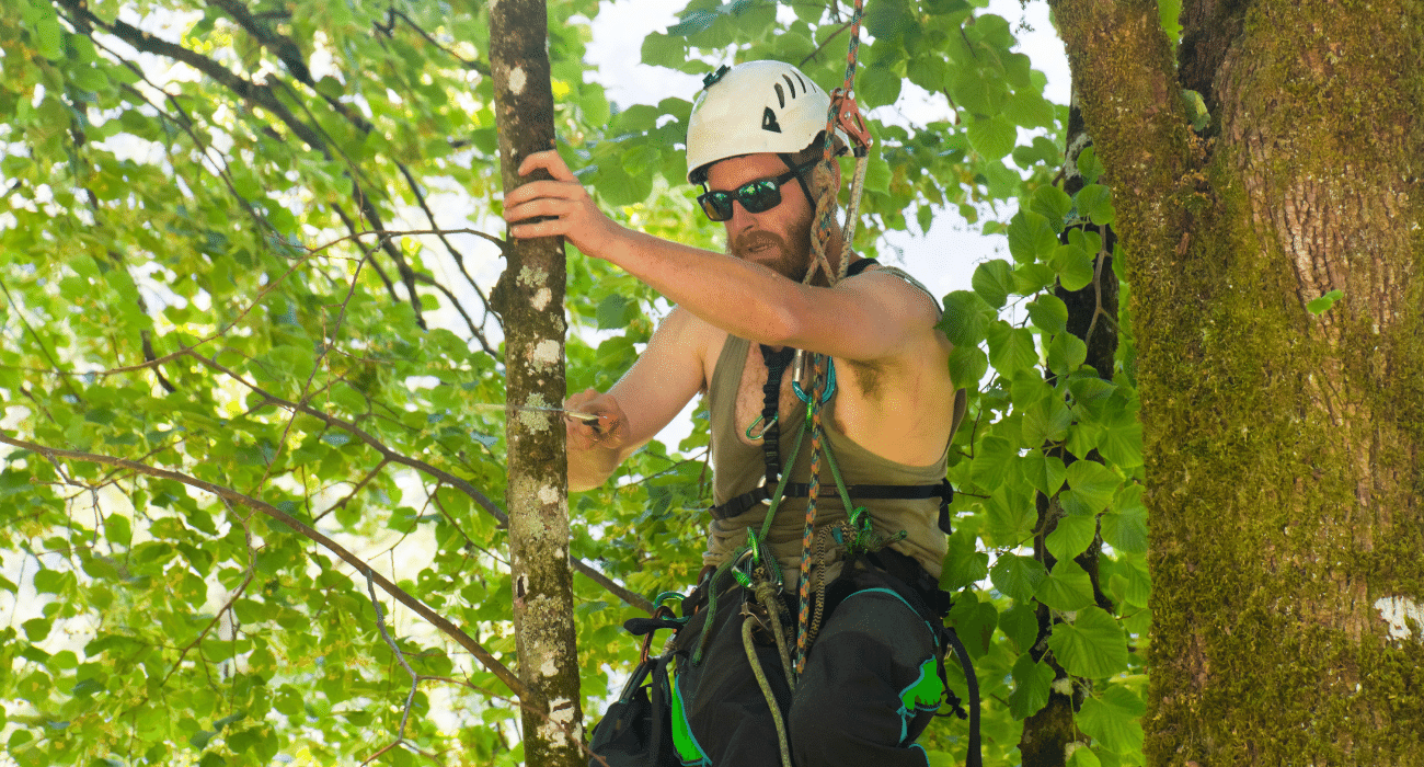 Tree Surgeon at work