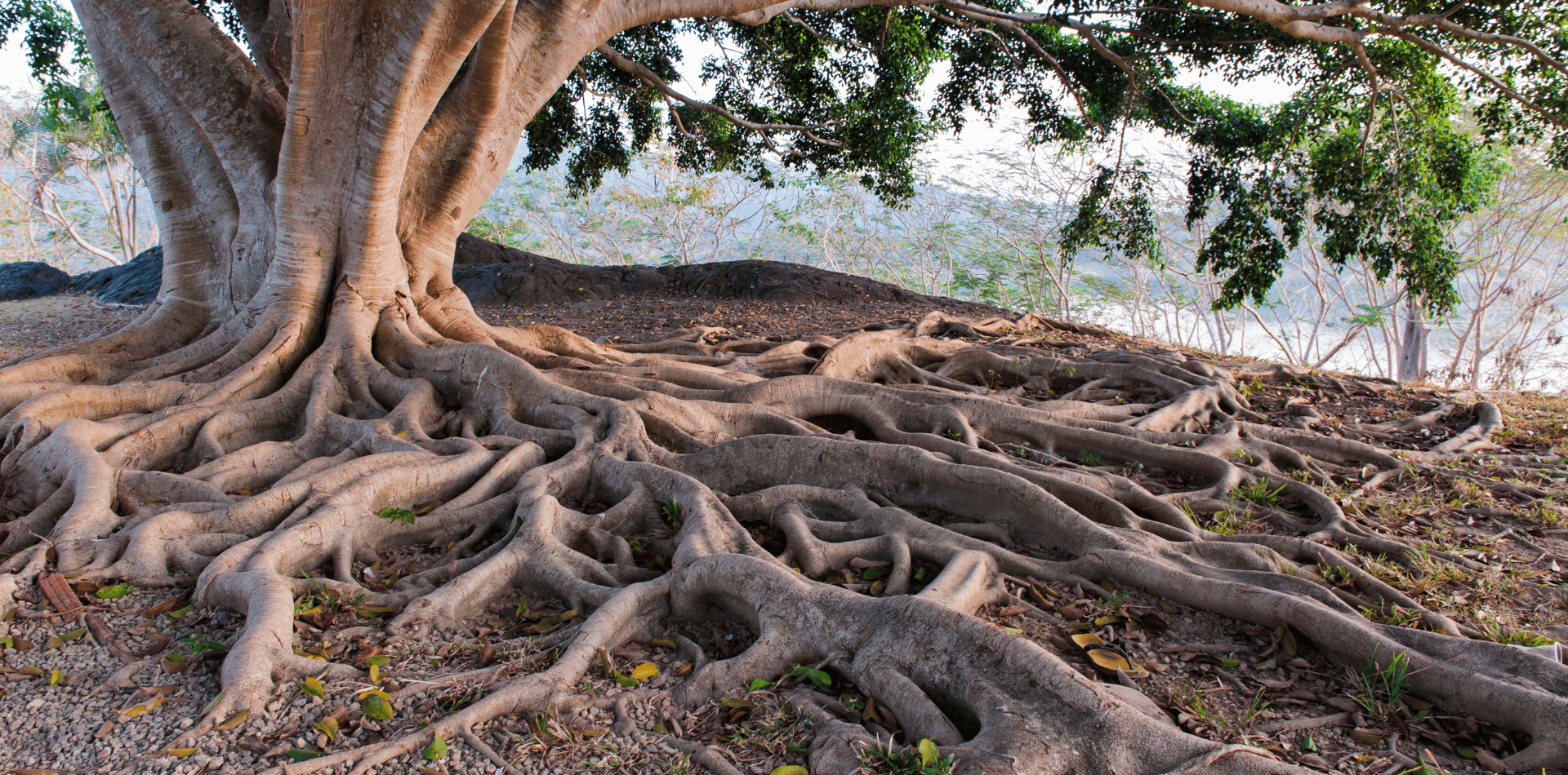 a tree with large roots