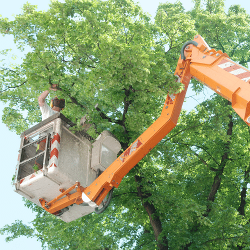 Man inspecting a tree with a crane