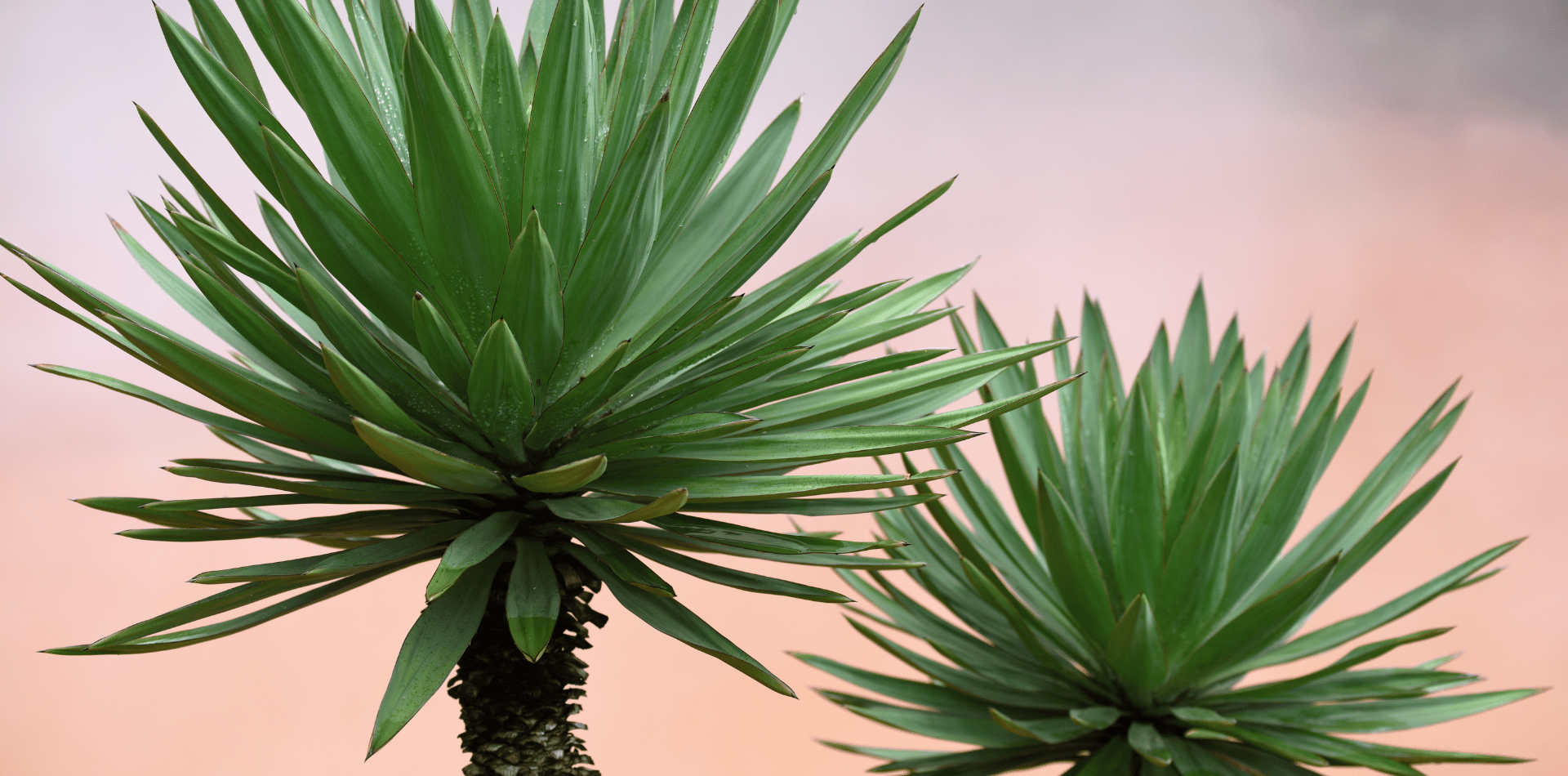 two yucca plants