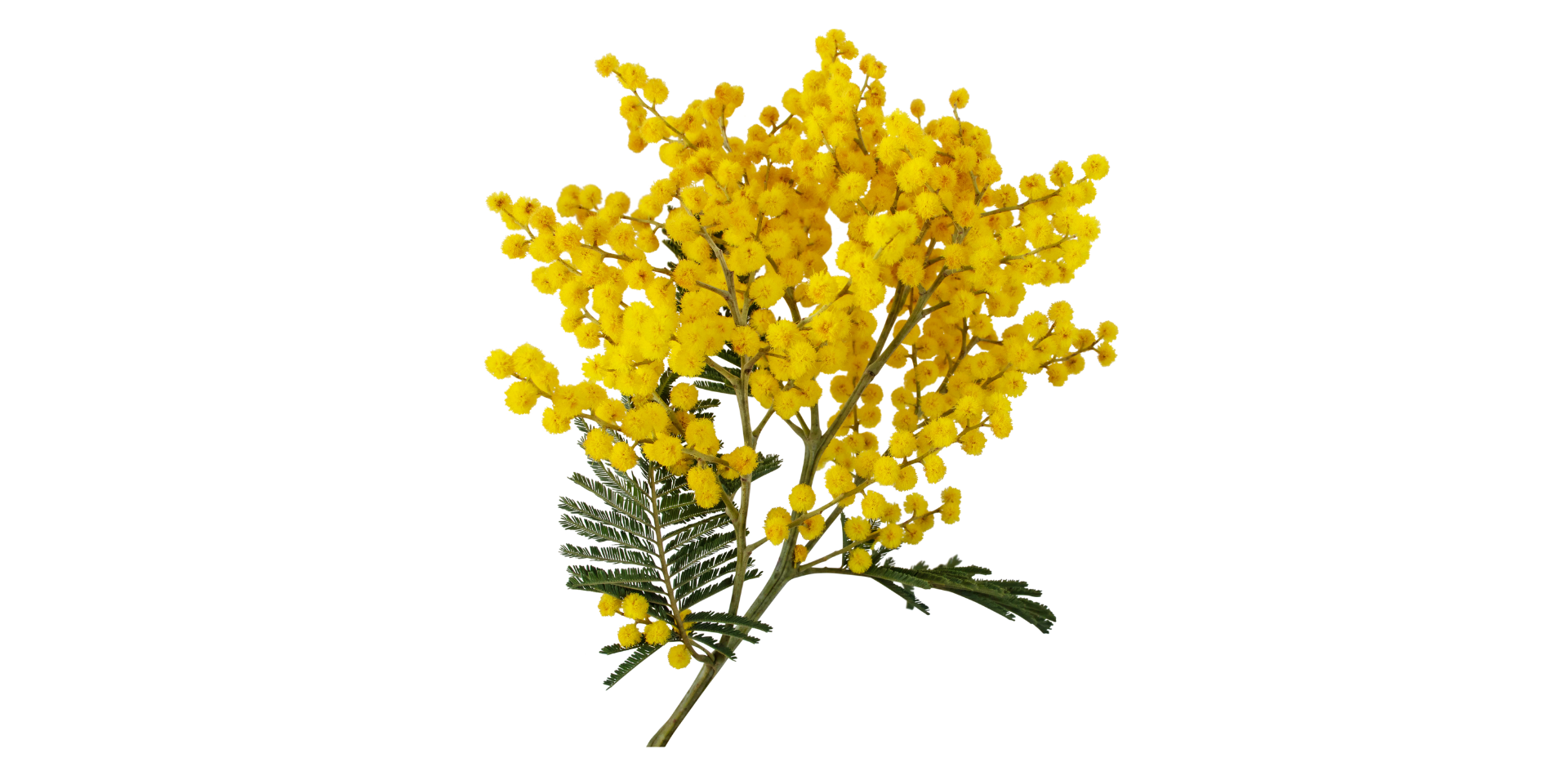 How the Wattle Trees contributes to Vegetation Diversity