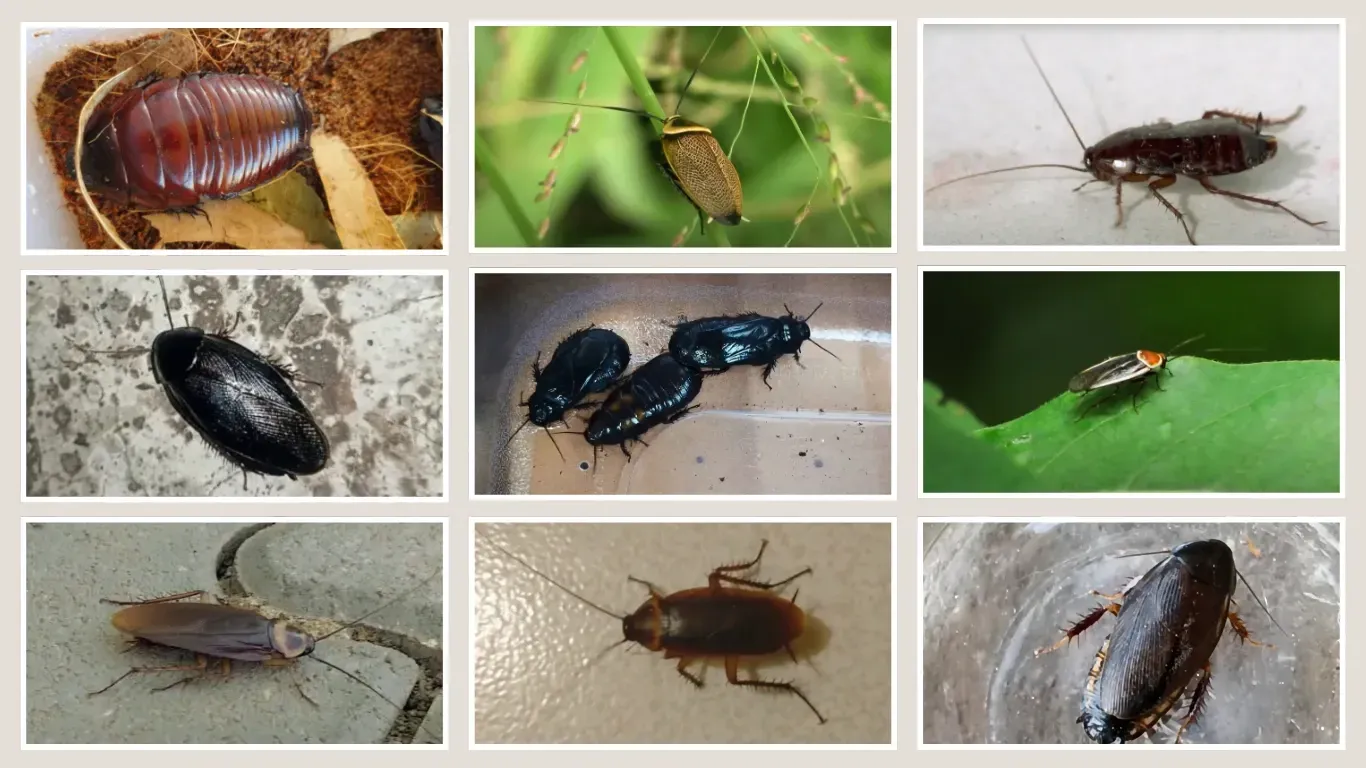 Nine Cockroach Images — NatureWise Pest Control In Port Macquarie, NSW