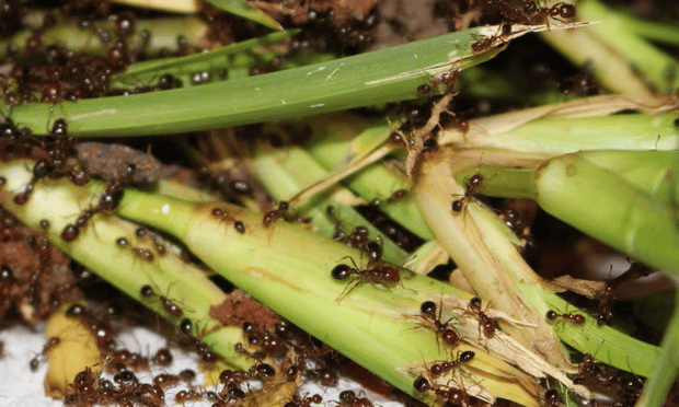 Ants Swarming on Green Stalks, Consuming or Exploring — NatureWise Pest Control In Port Macquarie, NSW