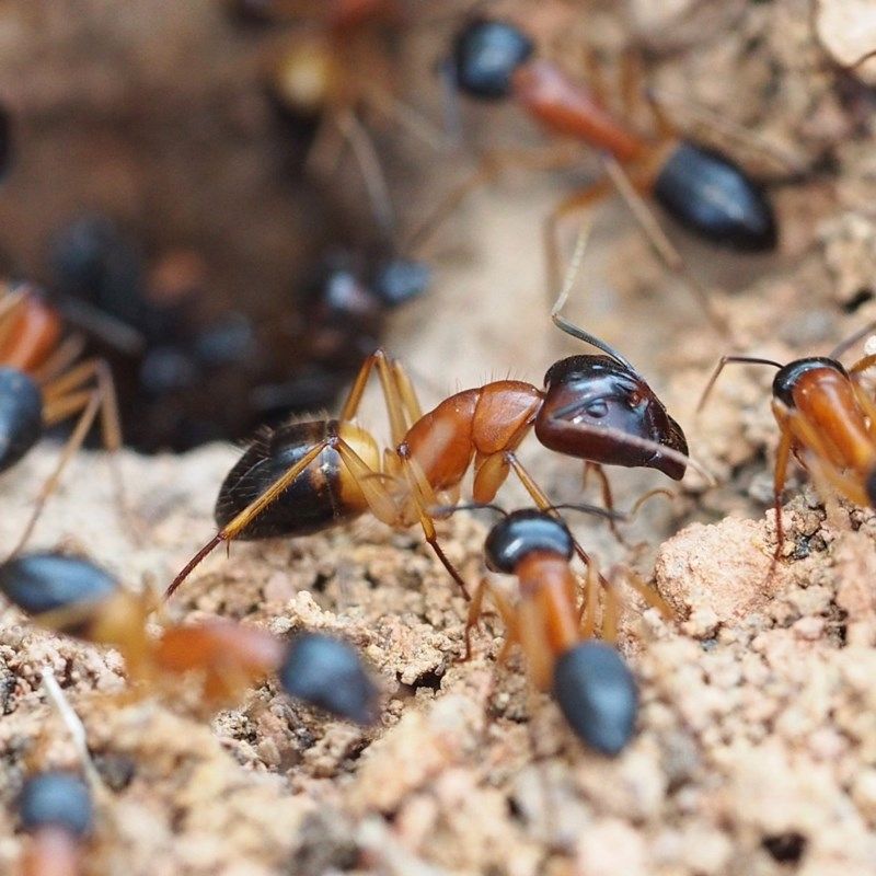 Orange and Black Ants Gathered Around an Entrance, Some Crawling — NatureWise Pest Control In Port Macquarie, NSW