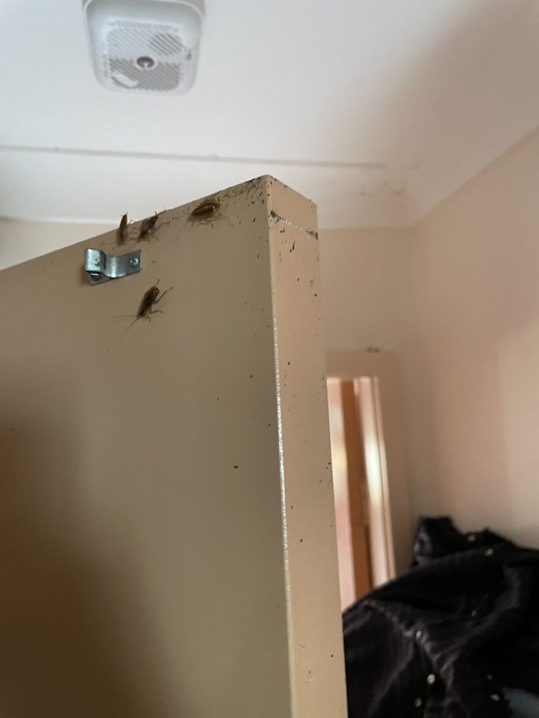 Cockroaches Infest the Corner of a Cream-coloured Door — NatureWise Pest Control In Port Macquarie, NSW